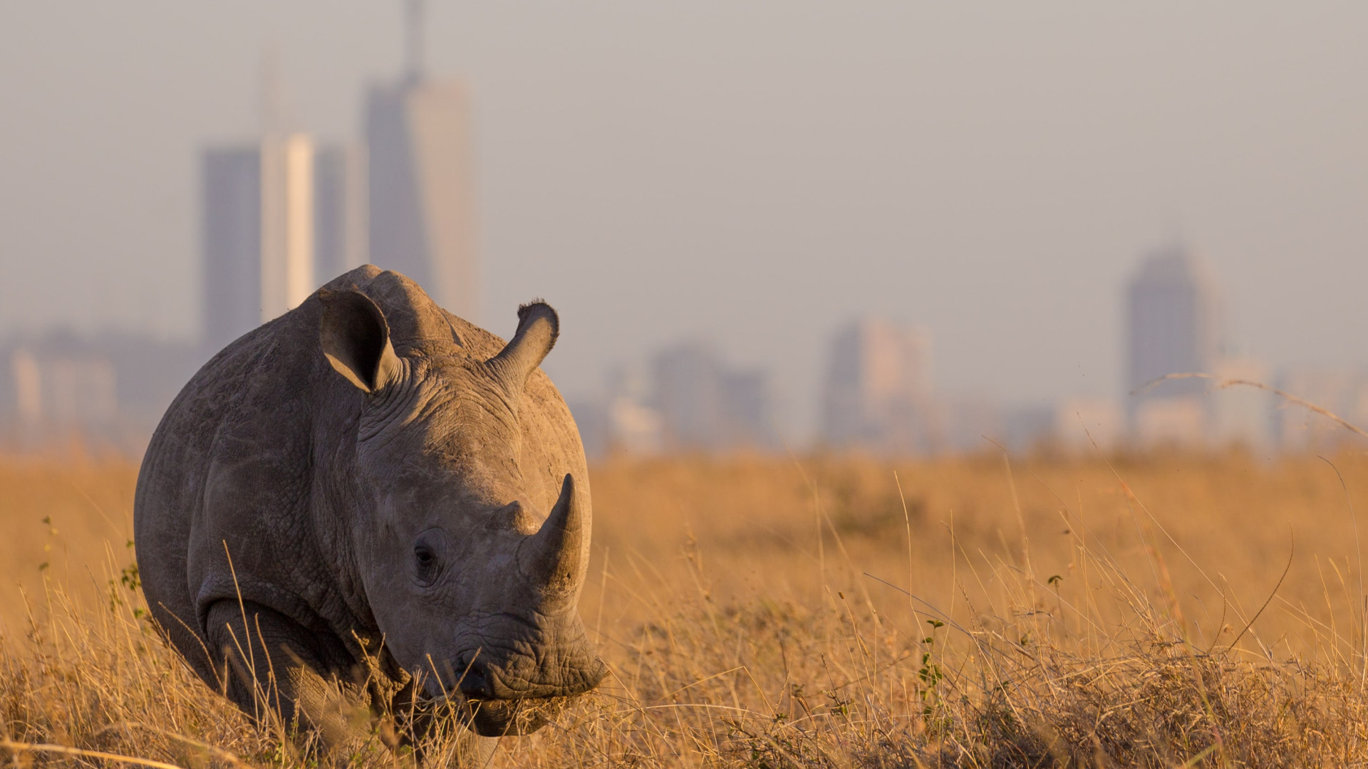 Nairobi and Nairobi National Park