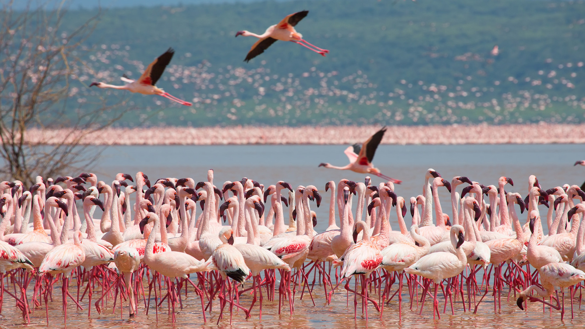 Lake Naivasha and Nakuru