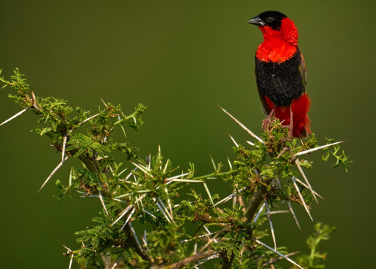 Birders paradise