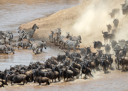 The Great Migration