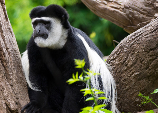 The Colobus Conservation Trust
