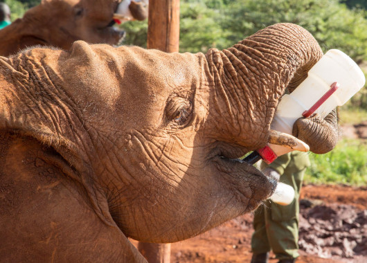 Sheldrick Wildlife Trust