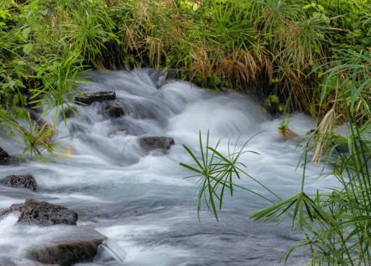 Mzima Springs