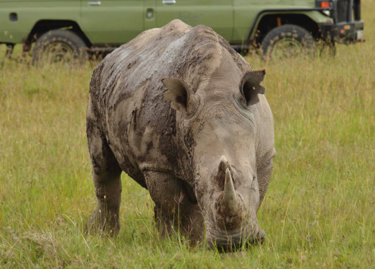 Game Drives in Ol Pejeta