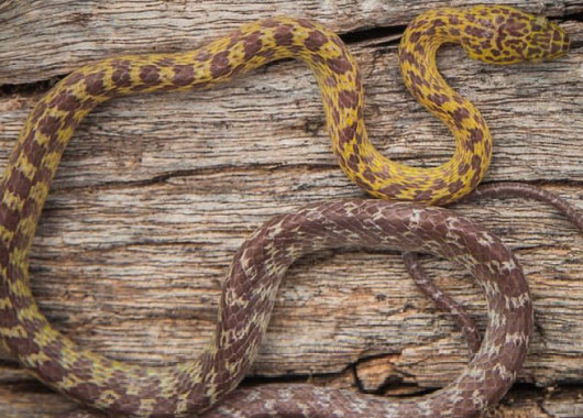 Learn about East Africa's Snakes