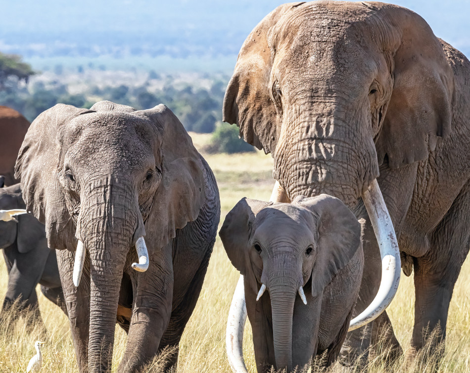 Journey: Home of giant herds of elephants and the last Super Tuskers