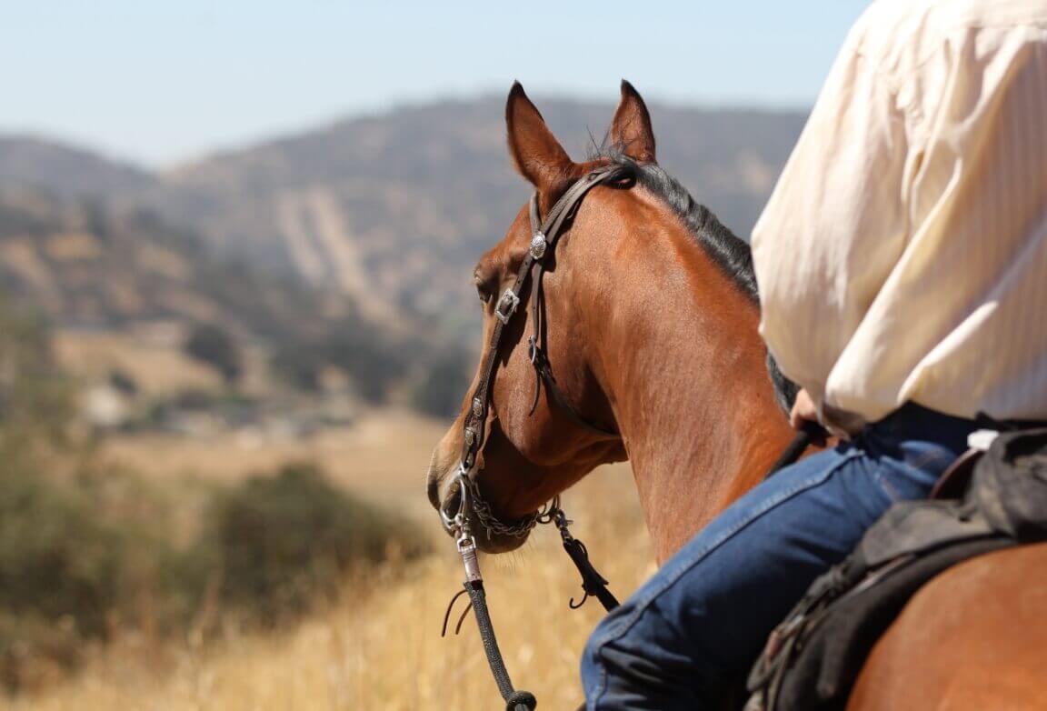 Horse riding in the bush