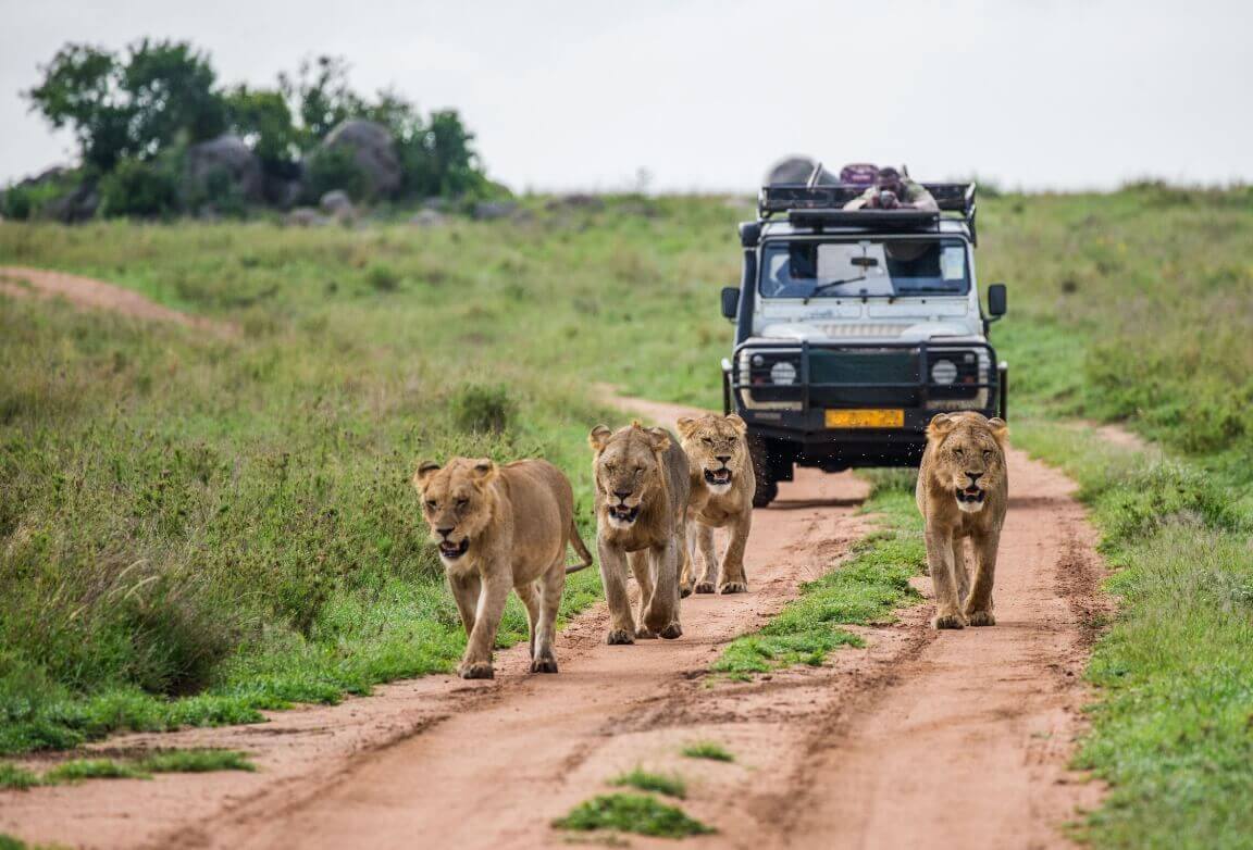 Safari drives